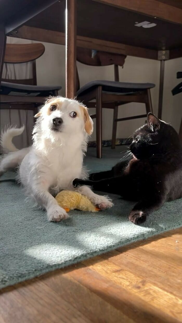 White dog holding a toy duck with a black cat touching its paw, both resting on a carpet in a sunlit room, random photos.