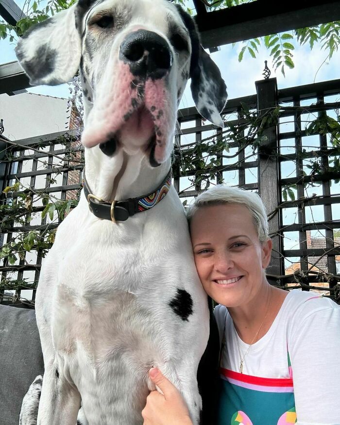 Great Dane sitting next to smiling woman outdoors, showing the dog's large size and gentle demeanor.