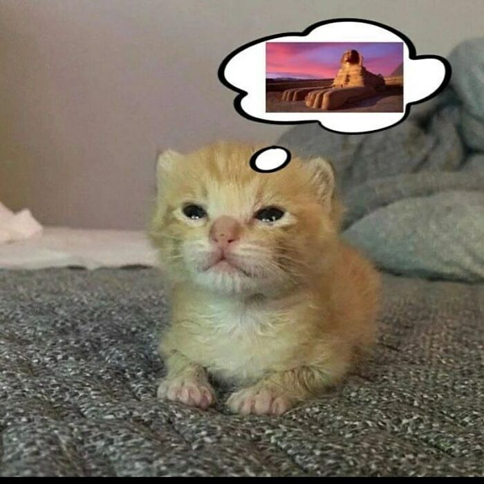 35 Hilariously Random Cat Pics To Make Your Day At Least 68.9% Better