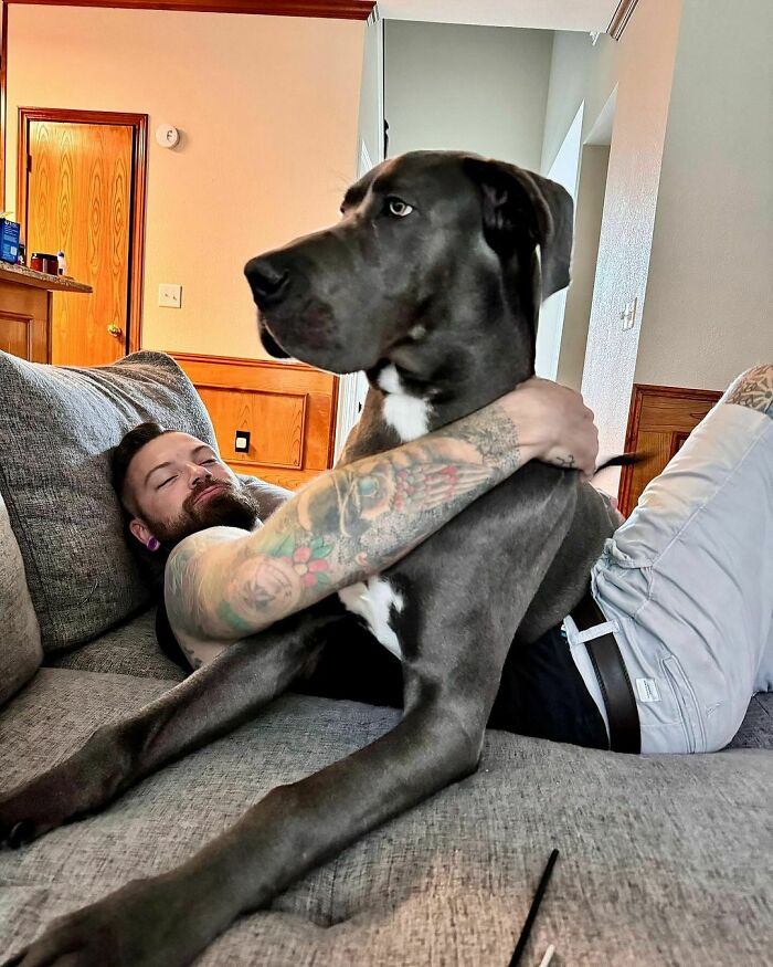 Man lying on a couch hugging a large Great Dane dog, showcasing the hilarious obliviousness of their size.