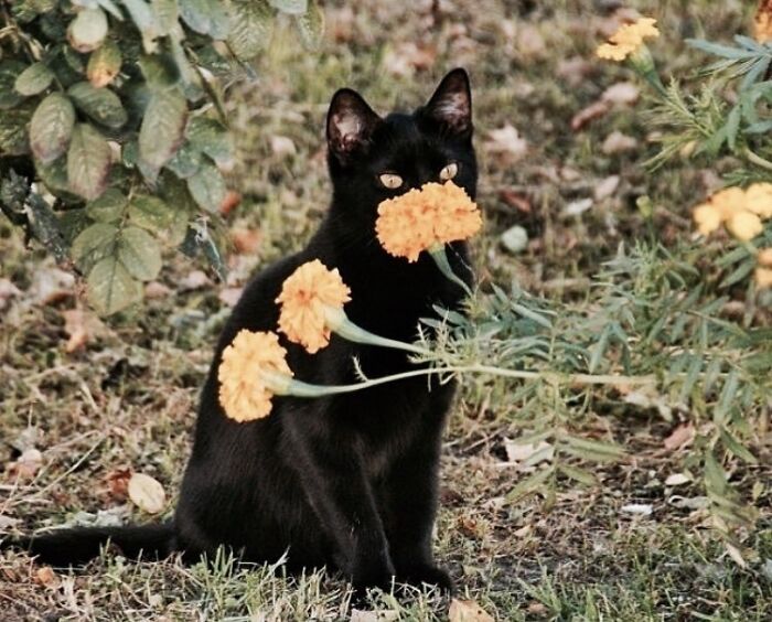 Autumn-Halloween-Vibes-Posts