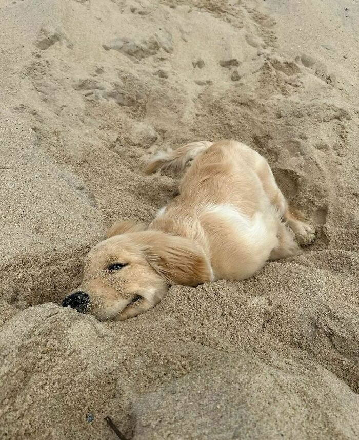 Golden retriever puppy lying in sand, covered in sand, enjoying a delightfully random moment outdoors.