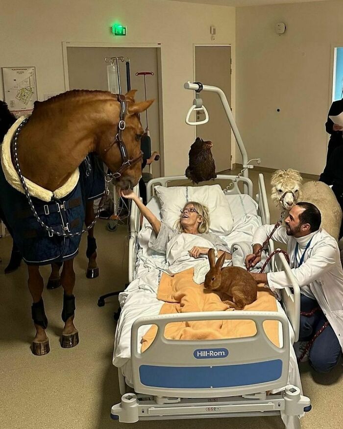 Patient in hospital bed smiling and reaching out to a horse, surrounded by animals and a caregiver, delightfully random photo.