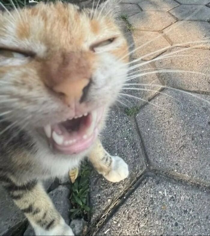 35 Hilariously Random Cat Pics To Make Your Day At Least 68.9% Better