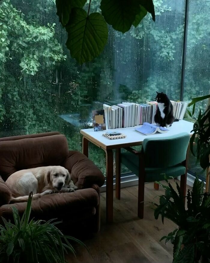 Cozy indoor scene with a dog on a brown armchair and a cat on a desk by a rainy window, brightening the day.