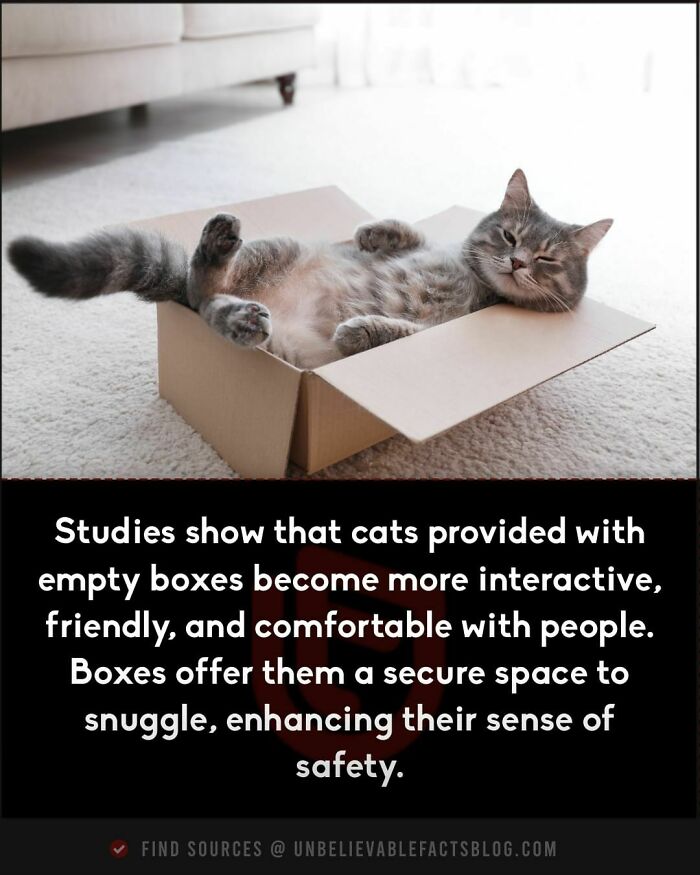 Cat relaxing in a cardboard box, showcasing an unbelievable fact about feline behavior and comfort.