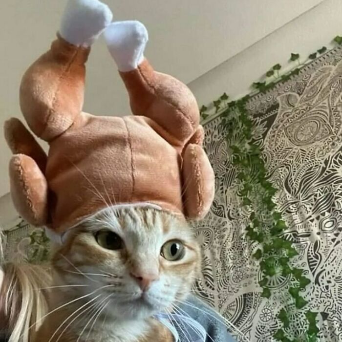 35 Hilariously Random Cat Pics To Make Your Day At Least 68.9% Better