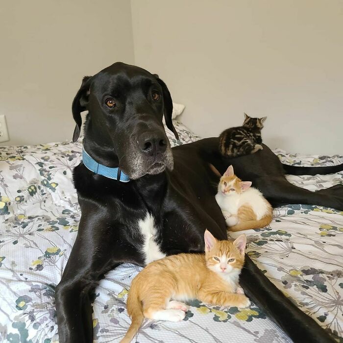 Great Dane lying on bed with three small kittens, showing funny obliviousness to its large size and gentle nature.