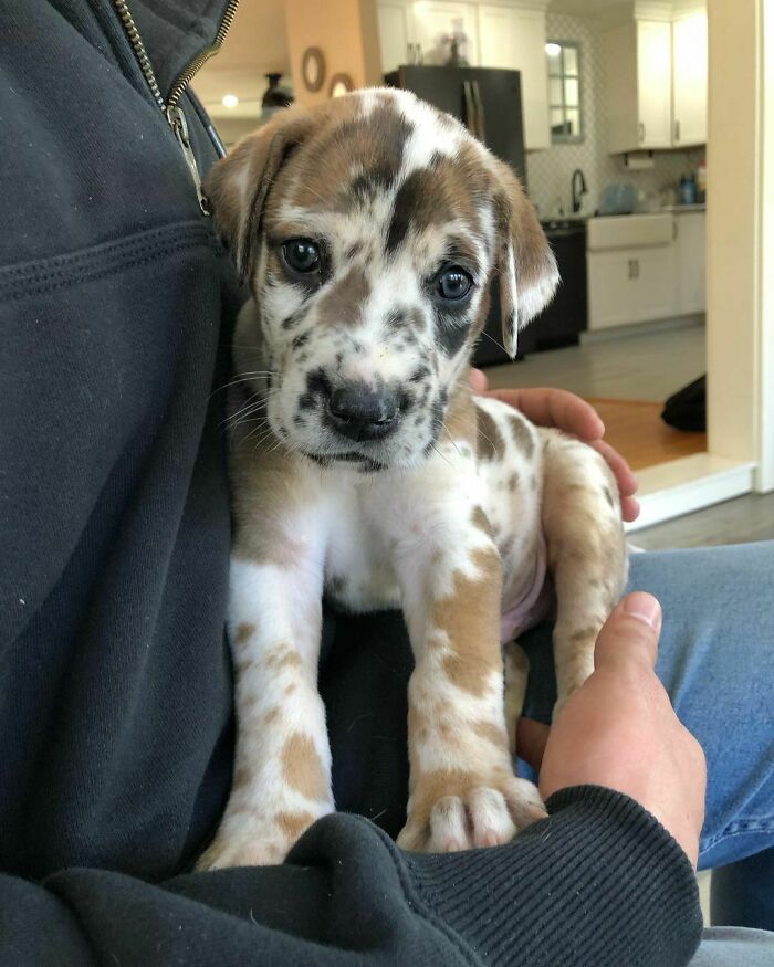 Great Dane puppy with spotted fur sitting on a person's lap, showing the breed's early size and gentle nature.