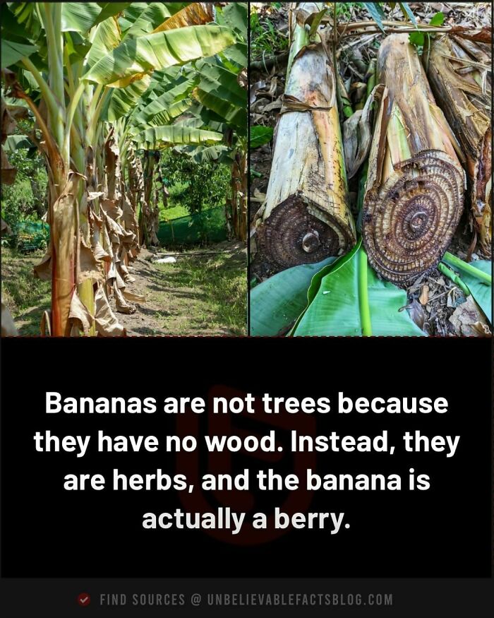 Banana plants showing no wood; classified as herbs. Unbelievable facts highlight bananas as berries.