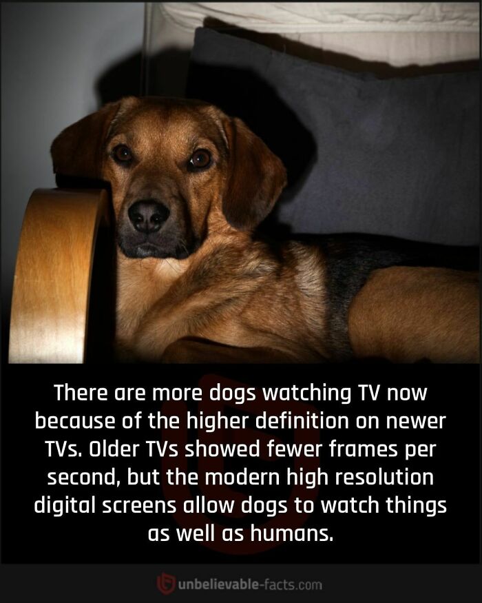 Dog watching TV, demonstrating how high-definition screens engage pets as well as humans.