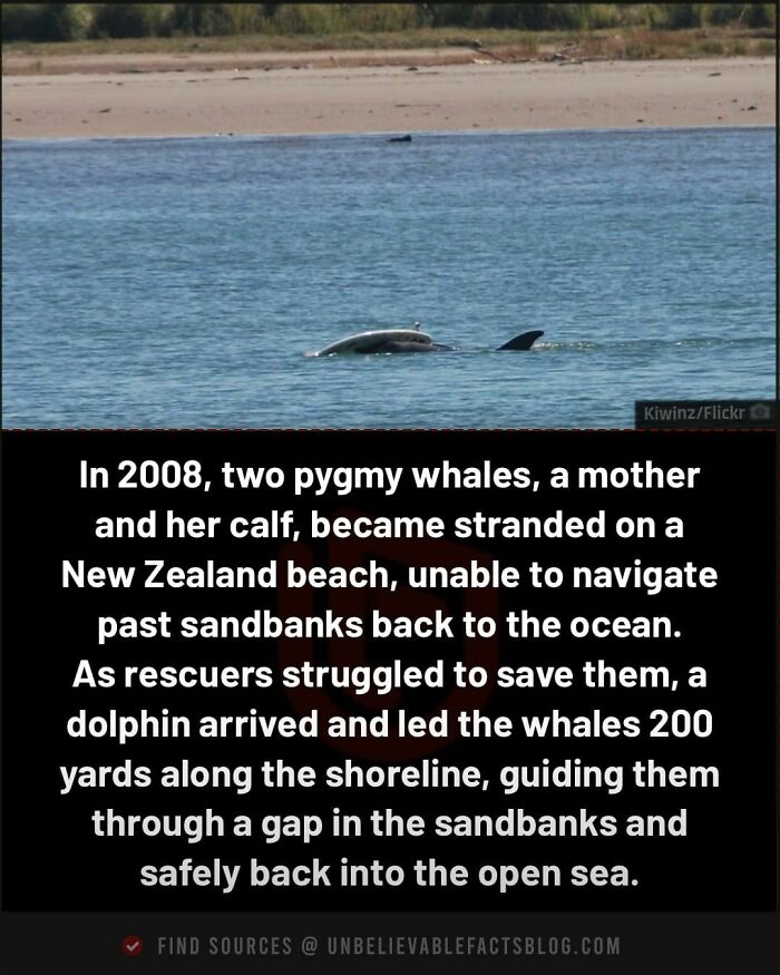 Dolphin assists stranded pygmy whales on New Zealand beach, guiding them to safety in an unbelievable rescue.