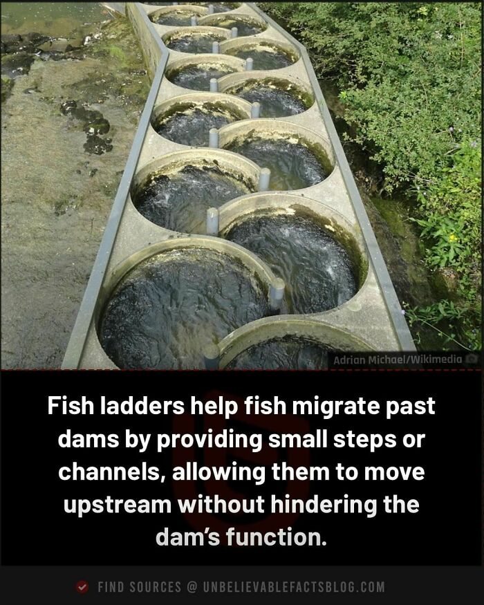 Fish ladder over dam allowing fish migration upstream, illustrating an unbelievable fact about fish passage aids.