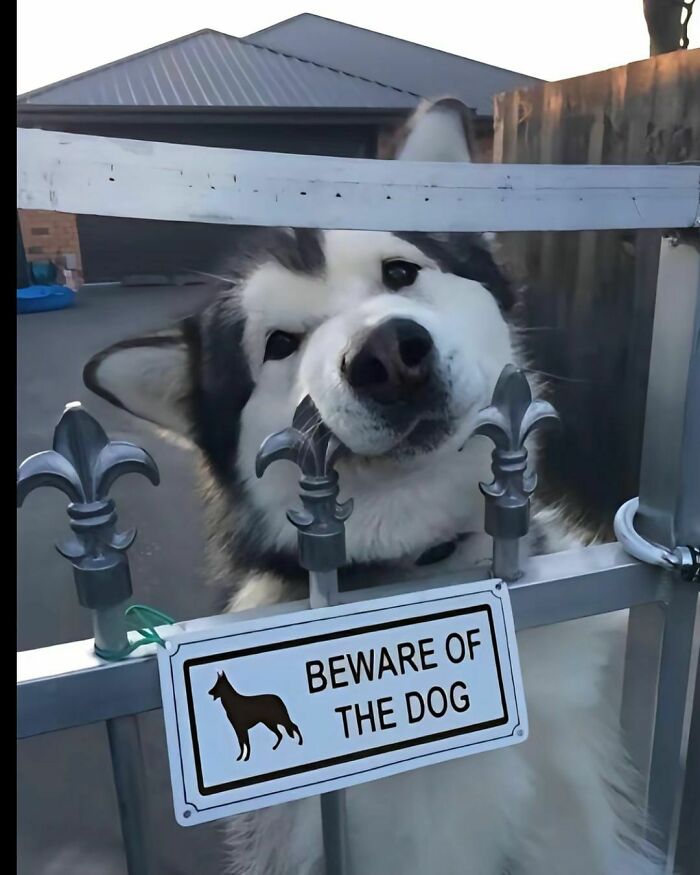 Large fluffy dog playfully pressing its face against a metal gate with a beware of the dog sign, random photo.