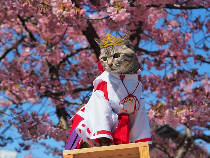 Hojo Tokiyuki From The Elusive Samurai