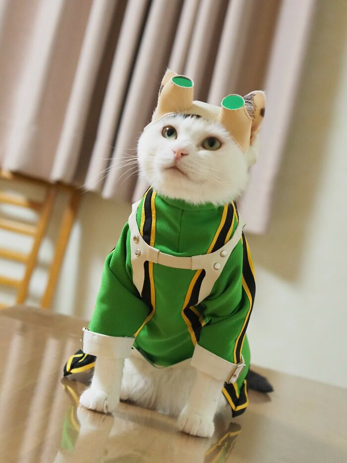 Tsuyu Asu From My Hero Academia