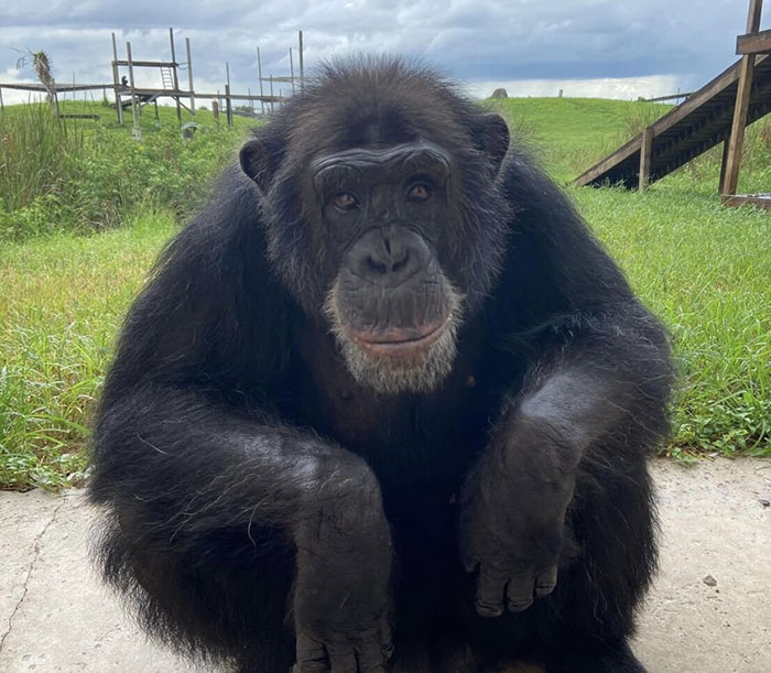 PETA Lawyer Exclusively Opens Up Amid Before And After Photos Of Tonka From &ldquo;Chimp Crazy&rdquo;