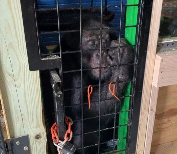 PETA Lawyer Exclusively Opens Up Amid Before And After Photos Of Tonka From &ldquo;Chimp Crazy&rdquo;