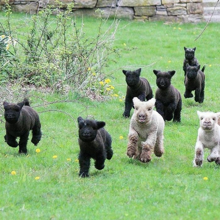 Playful lambs running on green grass, captured in a delightfully random photo to brighten your day.