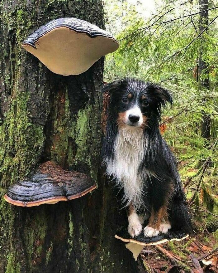 Wet dog sitting on a mushroom shelf on a tree trunk in a forest, one of the delightfully random photos to brighten your day.
