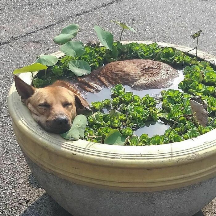 Dog relaxing in a planter filled with water and greenery, a delightfully random photo to brighten your day.