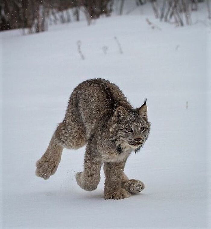 Lynx walking quietly in the snow, one of the delightfully random photos to make your day a little brighter.