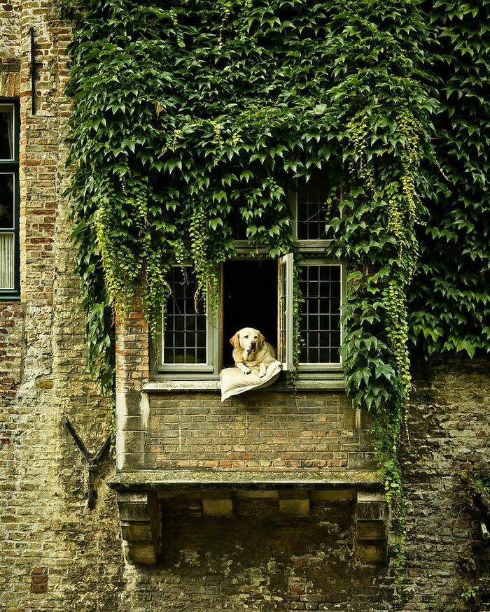 Golden retriever resting on a cushion in an open window surrounded by lush green ivy on a brick wall, delightfully random photo.