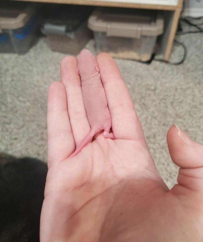 Tiny newborn mouse resting in palm, one of 50 delightfully random photos to brighten your day with cute moments.