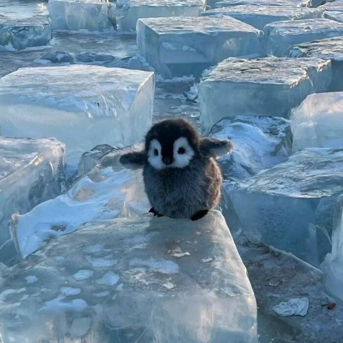 A fluffy baby penguin standing with wings outstretched on large ice blocks in a frozen landscape, delightfully random photo.