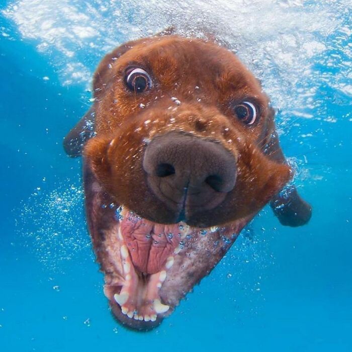 Close-up of a dog underwater with wide eyes and open mouth in a delightfully random photo to brighten your day.