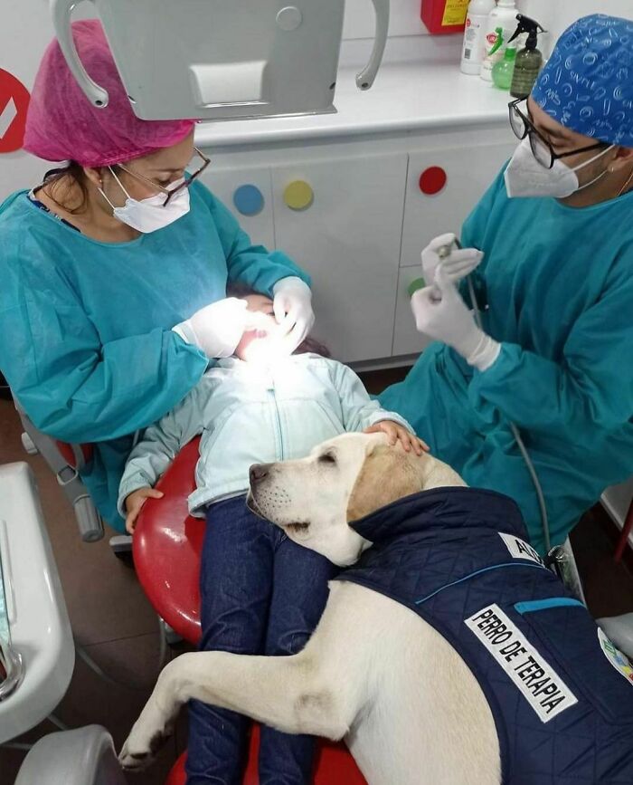 Child at the dentist with a therapy dog lying on their lap, creating one of the delightfully random photos to brighten your day.