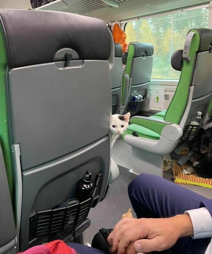 Cat peeking between train seats with a passenger's hand visible, a delightfully random photo to brighten your day.