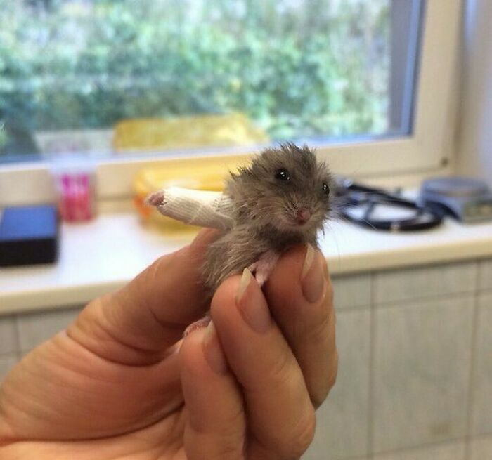 Tiny hamster with a small bandage wrapped around one arm held gently indoors, delightfully random photo to brighten day.