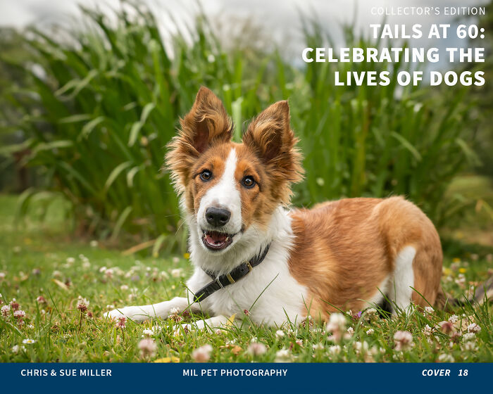 Vote For Cover 18 - Poppy