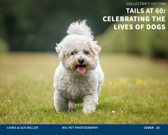 Vote For Cover 23 - Rose