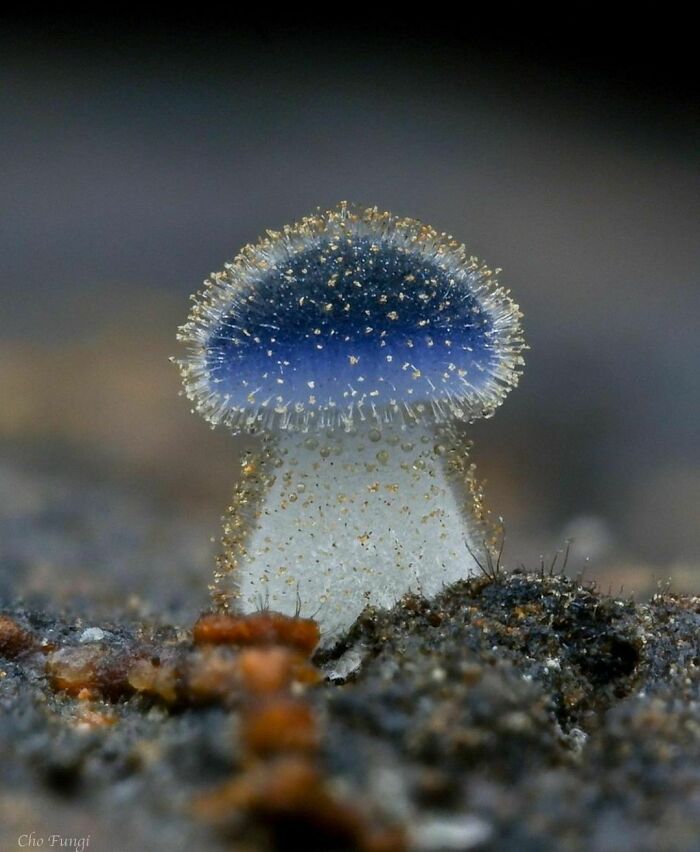 Close-up of a uniquely shaped mushroom covered in dewdrops, one of the random photos to brighten your day.
