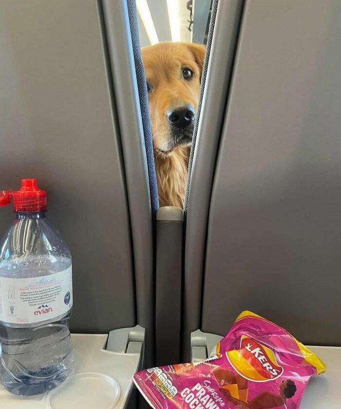 Golden retriever peeking between airplane seats next to a water bottle and packet of snacks in delightfully random photo.
