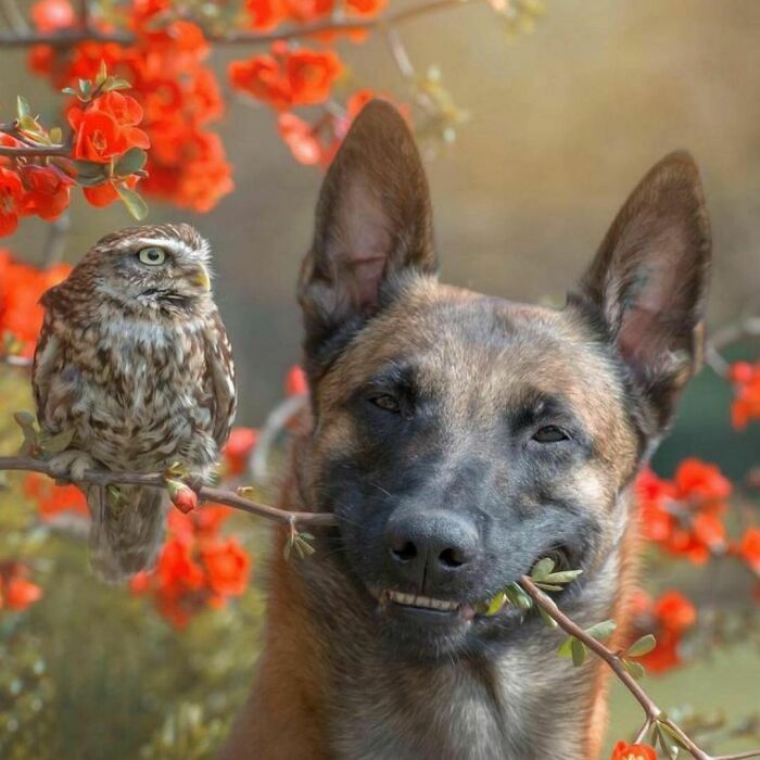 Owl perched on a branch held by a smiling dog surrounded by vibrant red flowers in delightful random photos.