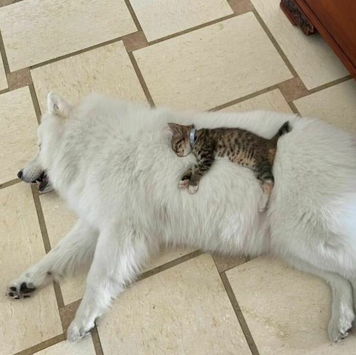 Kitten cuddling on a large white dog lying on tiled floor in a delightfully random photo to brighten the day.