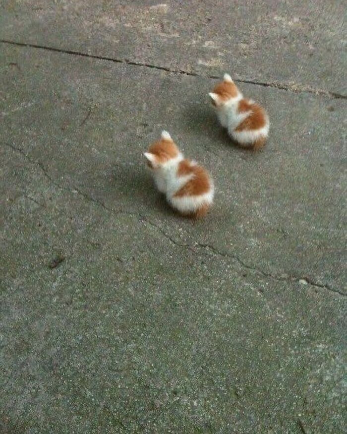 Two small fluffy kittens with orange and white fur sitting on a cracked concrete surface in a random photo.