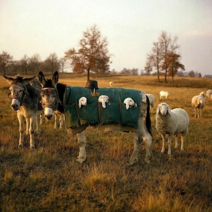 Donkey wearing a green coat with sheep heads poking out pockets in a field with other animals, delightfully random photo.