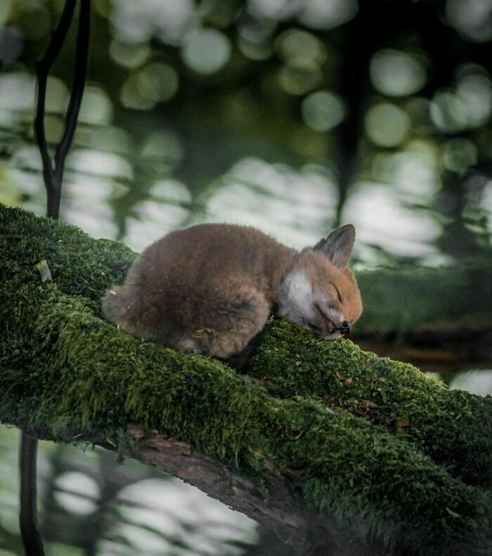 Sleeping baby fox curled up on a mossy tree branch in a forest, a delightfully random photo to brighten your day.