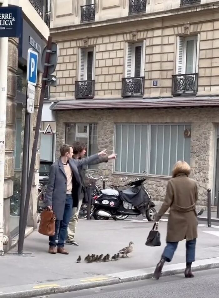 Two men pointing at a duck and ducklings crossing the street in a city scene, a random photo to brighten your day.