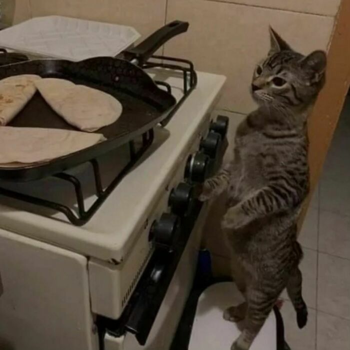 35 Hilariously Random Cat Pics To Make Your Day At Least 68.9% Better