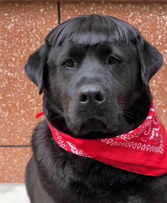 Black dog wearing red bandana with funny haircut, one of the delightfully random photos to brighten your day.