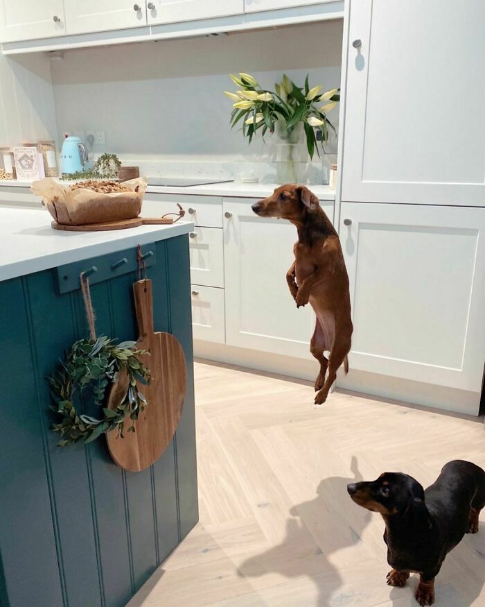 "Throwback To My Attempt At Levitation. Sadly, It Didn’t Work... Louis And I Had To Dine On Kibble That Evening, While Everyone Else In The House Shoved Banana Bread Into Their Faces"