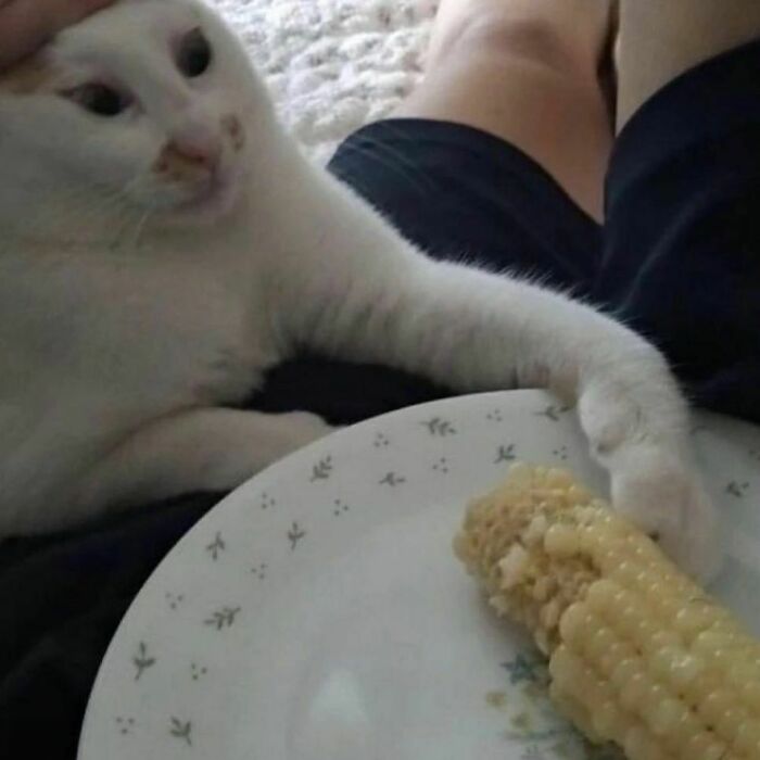 35 Hilariously Random Cat Pics To Make Your Day At Least 68.9% Better