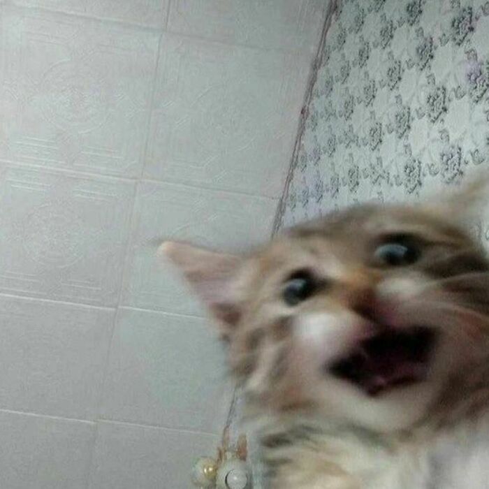 35 Hilariously Random Cat Pics To Make Your Day At Least 68.9% Better