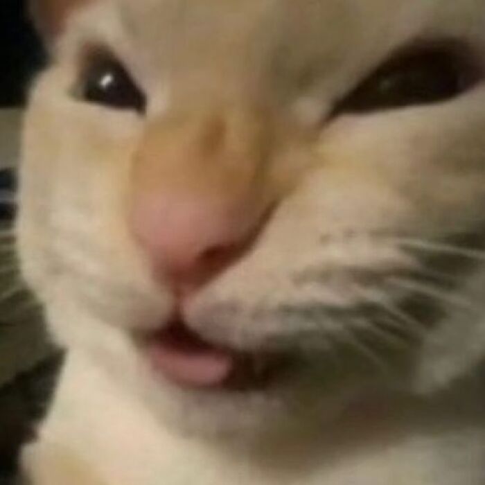 35 Hilariously Random Cat Pics To Make Your Day At Least 68.9% Better