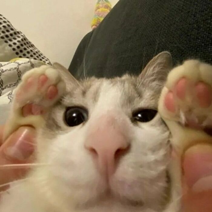 35 Hilariously Random Cat Pics To Make Your Day At Least 68.9% Better